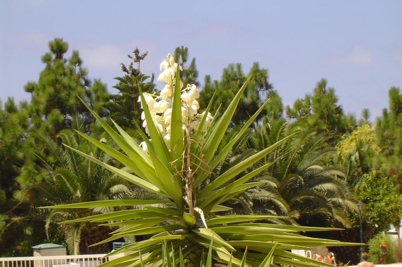Ikaria Village-Ground Floor Apartment No 4 Klorakas Екстериор снимка